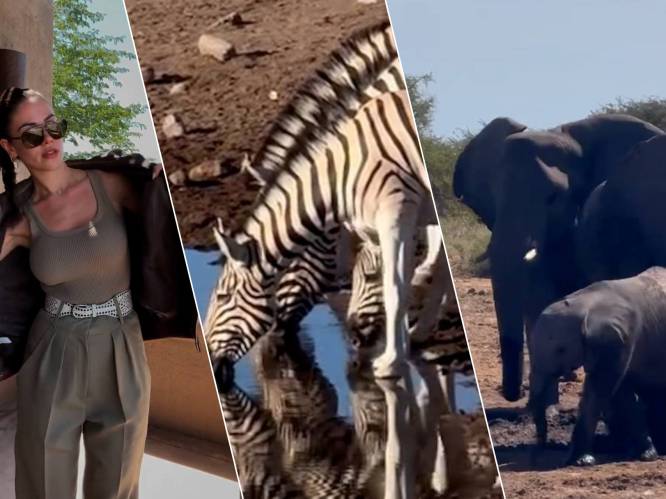 KIJK. Kleine olifanten en hongerige leeuwin: Sarah Puttemans geniet van safari in Namibië