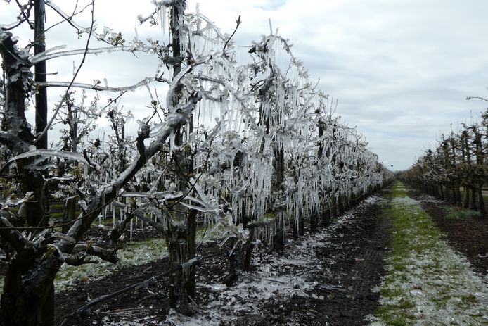 De fruitbomen staan vol met ijspegels bij John van de Ven in Den Dungen. Het ijs beschermt de bloesem.