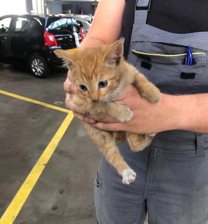 Bij de onderhoudsbeurt van een Opel haalde één van de monteurs van autobedrijf Van Mill in Gorinchem vorige week maandag een rode kitten onder de motorkap vandaan.