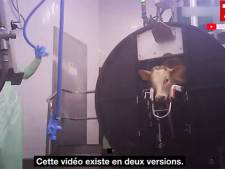 L214 dévoile l’enfer vécu par des veaux à l’abattoir