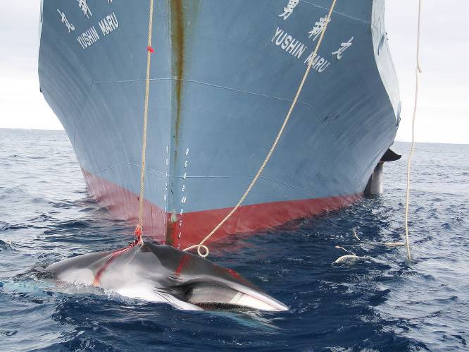 België treedt toe tot internationale coalitie tegen walvisjacht