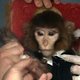 Dit is het aapje dat Iran de ruimte inschoot