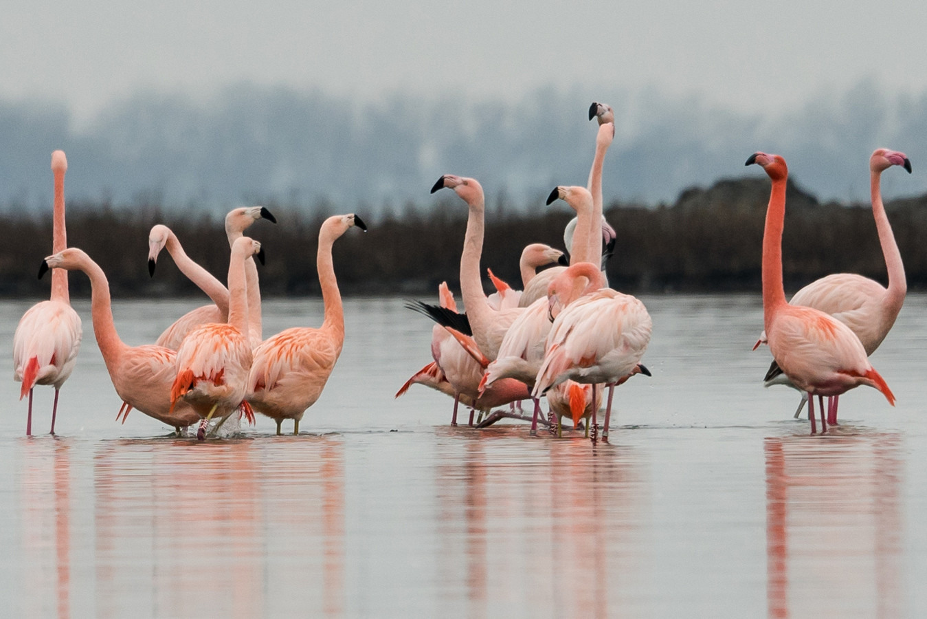 Flamingo's strijken neer op Goeree-Overflakkee en trekken veel bekijks.