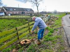 Natuurmonumenten kapt tot grote woede rij knotwilgen: dit is waarom 