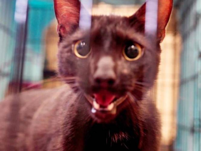 Zwarte kat overleeft instorting flatgebouw in Miami en wordt herenigd met zijn familie