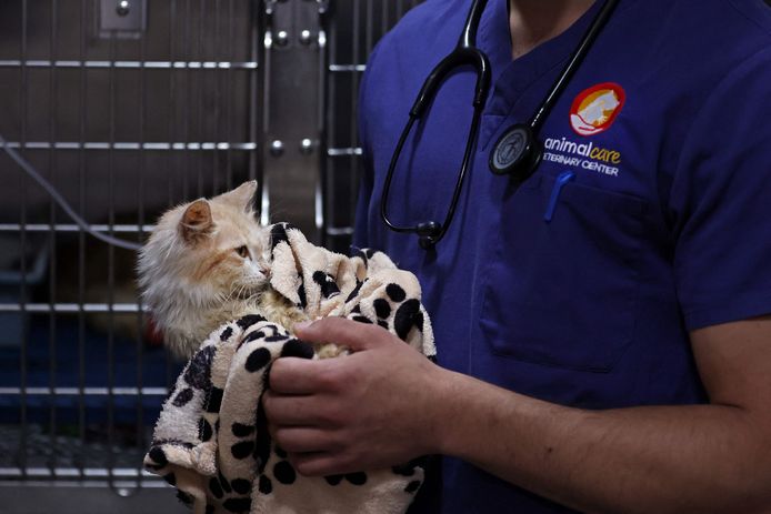 Archiefbeeld. Dierenarts Kostis Larkou behandelt een kat op Cyprus die lijdt aan Feline Infectieuze Peritonitis. (20/06/23)