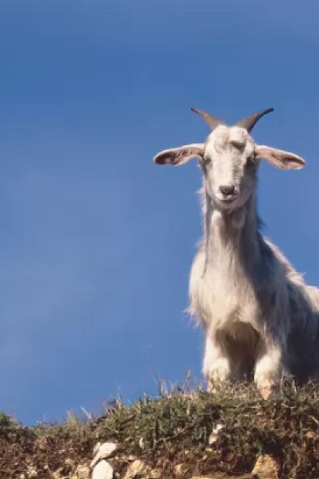 Une île italienne envahie par les chèvres lance un appel à l’aide: “600 chèvres pour 100 habitants”