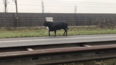 Stier op A15 bij Dodewaard doodgeschoten; bekijk hier zijn laatste meters