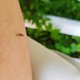 Weinig geprikt door muggen deze zomer? Dít kan de reden zijn