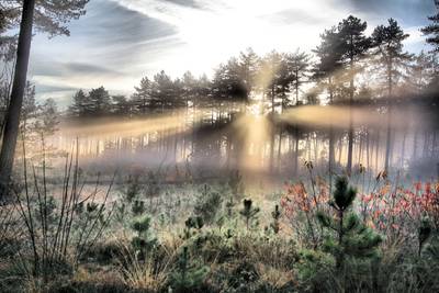 Bijeenkomst over nieuwkomers in de Leendse natuur