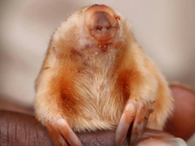 Kleine buidelmol gefotografeerd in Australië: "Zeer uitzonderlijk, hij wordt doorgaans maar vijf tot tien keer per decennium gespot”