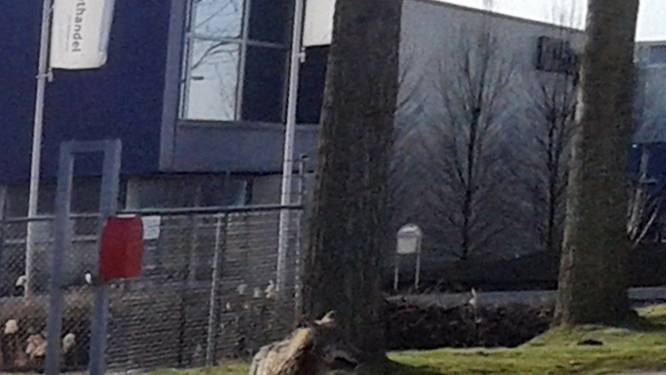 'Nederlandse' wolf weer terug in Duitsland