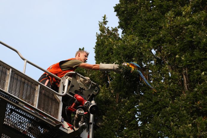 De brandweer schoot met een hoogwerker te hulp om de ara uit de boom te bevrijden.
