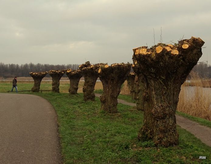 De Zoetermeerse knotwilgen