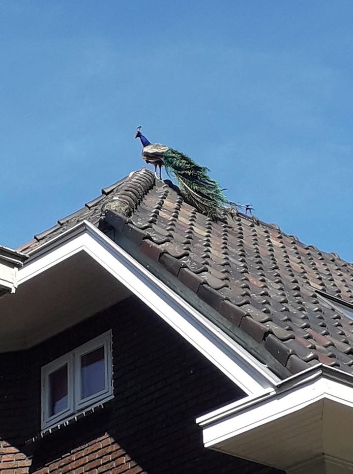 Een pauw op het dak.