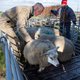 Wie runt straks de boerderij? Meeste boeren hebben geen opvolger