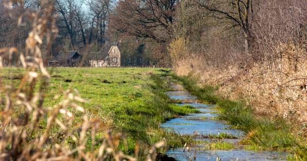 Bronbossen tussen kasteel Middachten en Ellecom gaan de goede kant op