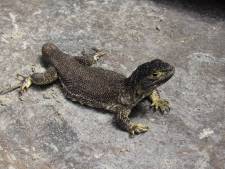 Une nouvelle espèce de lézard découverte dans le sud du Pérou