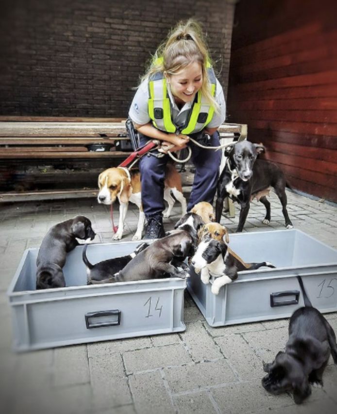 Buren klagen over te luid blaffende puppy’s politie brengt dieren naar opvangcentrum