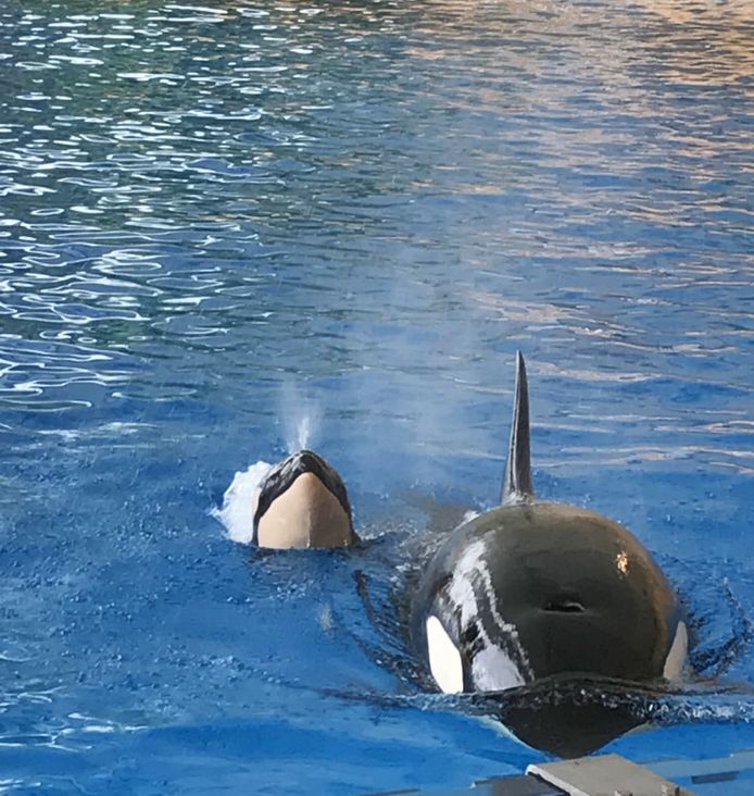 Morgan en haar zaterdag geboren kalfje zwemmen rond in een van de bassins van Loro Parque op Tenerife.