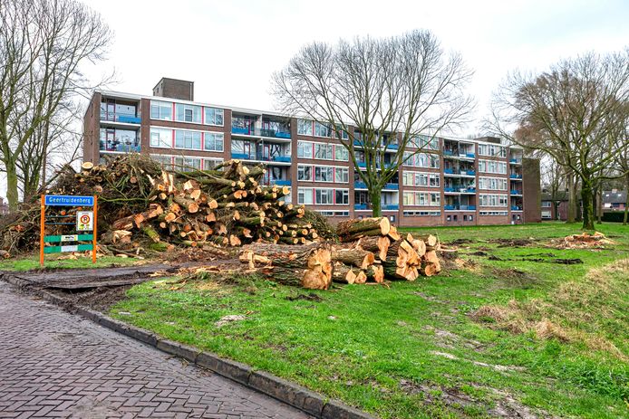 In de wijk Ravelijn in Geertruidenberg worden de nodige voorbereidende werkzaamheden verricht vanwege een nieuw rioleringssysteem wat aangelegd gaat worden. De gerooide bomen liggen nu op de hoek Stadsweg - Amerweg.