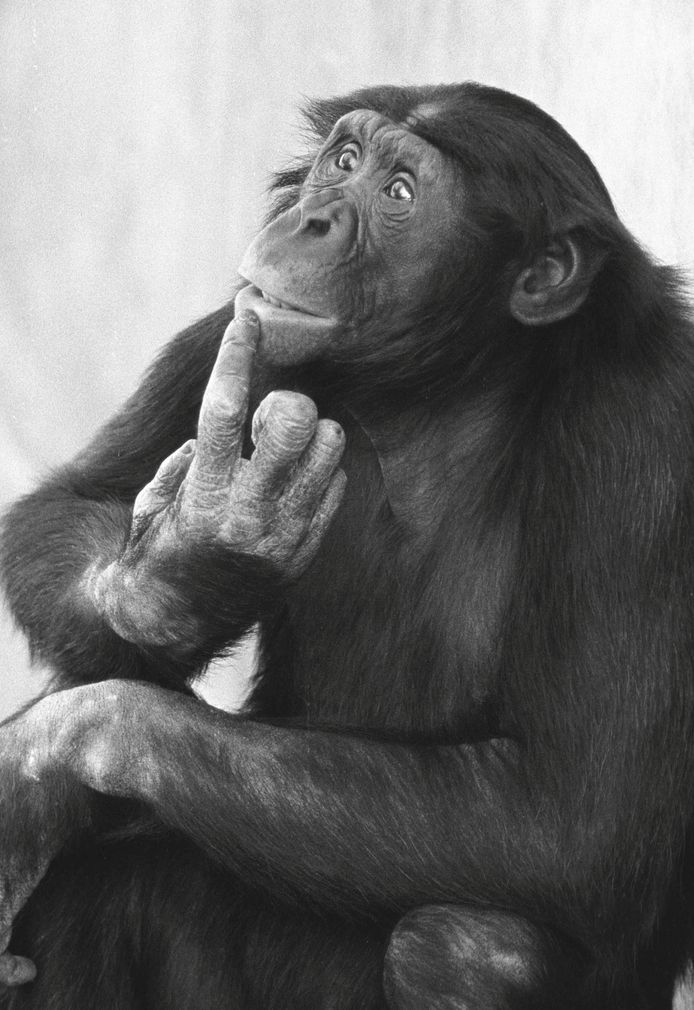 De "denkende" bonobo.