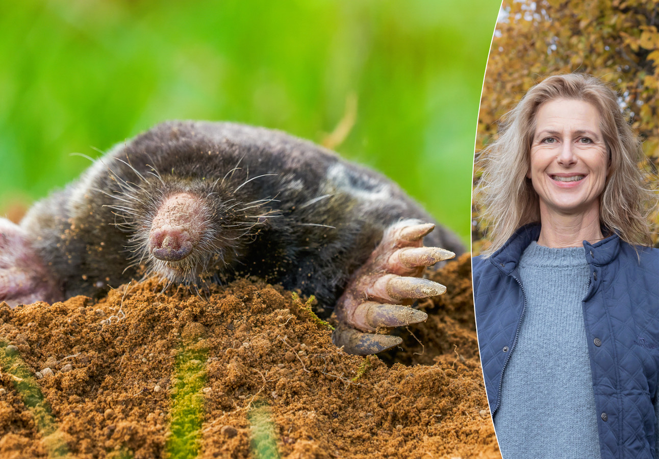 Last van mollen in je tuin? ‘Maar één manier om nooit in je gazon te hebben’ Foto