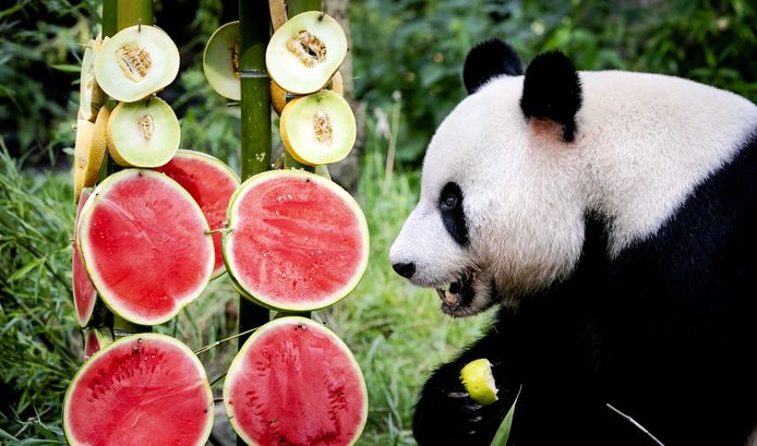 Panda Xing Ya is een van de hoofdrolspelers van het Pandajournaal.