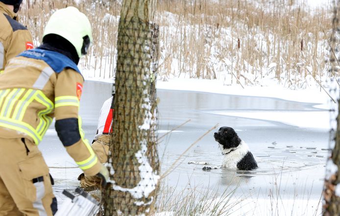 Hond door het ijs gezakt in Haaren.
