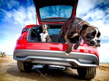 Met Bella op reis? Zo vervoer je honden (en andere dieren) goed in de auto