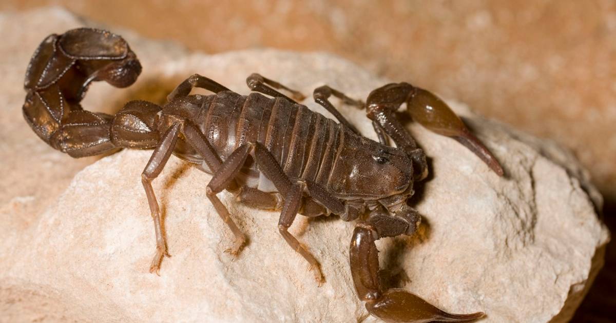 Severe weather causes scorpion invasion in Egypt: More than 500 injured by  stabbing | Abroad - Netherlands News Live