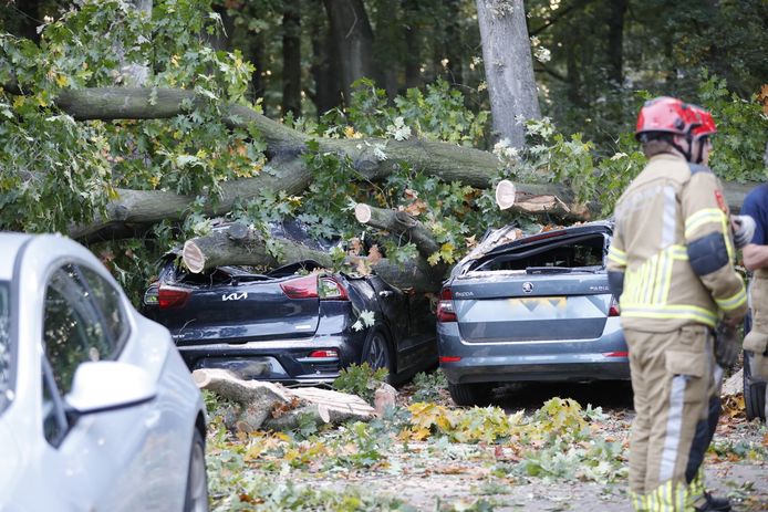 Een boom bij een parkeerplaats aan de Hofstraat in Hoeven is vrijdagavond omgevallen en beschadigde meerdere auto’s.