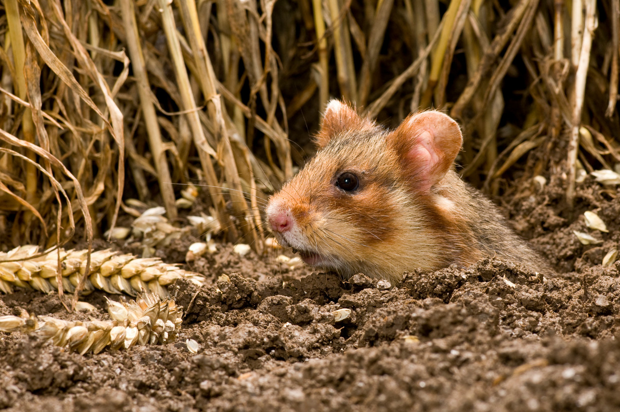 De Europese hamster of korenwolf is volledig afhankelijk van bescherming. Herstel is mogelijk als er voldoende leefgebied wordt gecreëerd. Beeld Hollandse Hoogte / Buiten-Beeld