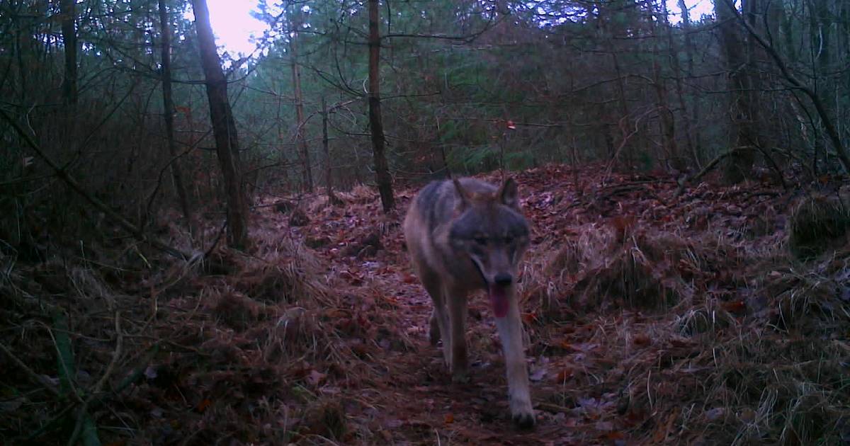 Forester Frank devastated by the dead young she-wolf: ‘She was pregnant’ |  Inland