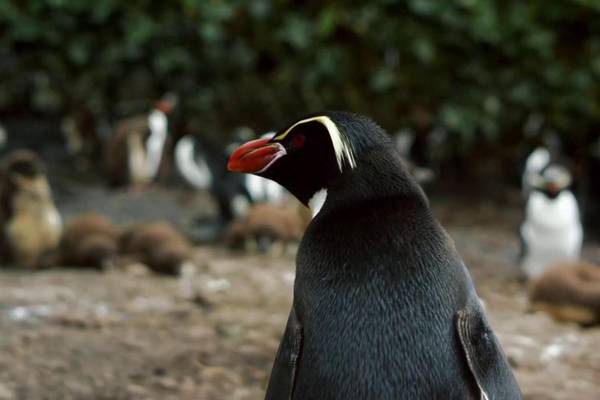 Penguins: Meet the Family