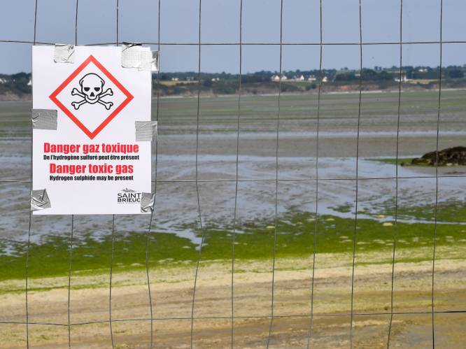 Twee doden in week tijd: toeristen in Bretagne gewaarschuwd voor rottende algen