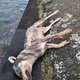 Wolf verdrinkt in Hasseltse Albertkanaal: ‘Mogelijk wolf die Limburgse roedel verliet’