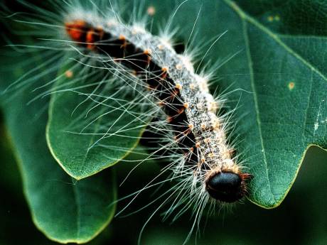Jo 97 En Heilka 96 Vieren 75 Jarig Huwelijk Nog 75 Jaar Ik Wil Het Wel Proberen Hoor Rivierenland Ad Nl