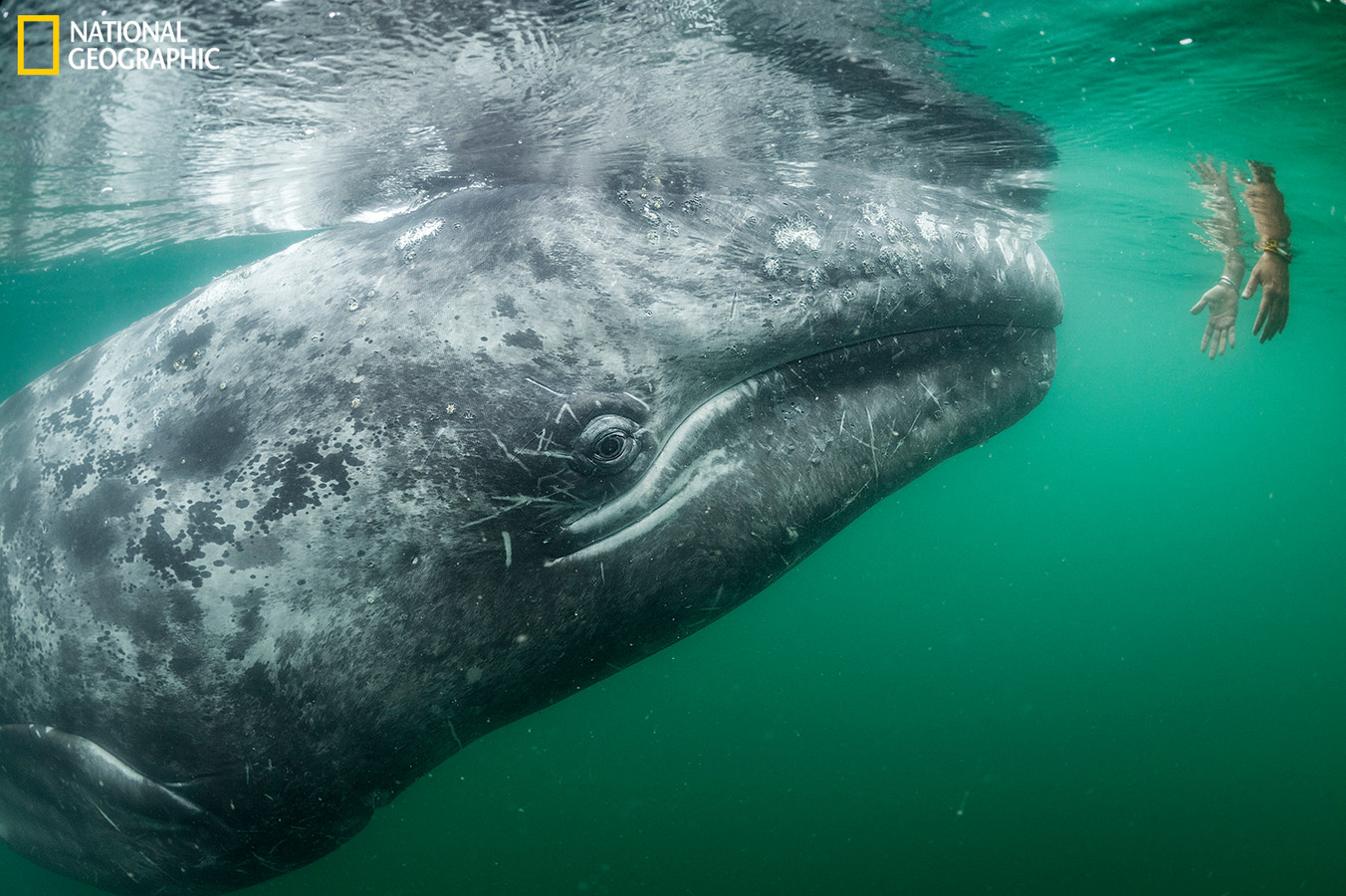 A tourist on a boat in Laguna San Ignacio reaches into the water in the hope of petting one of many gray whales that frequent the bay to mate and care for their young.