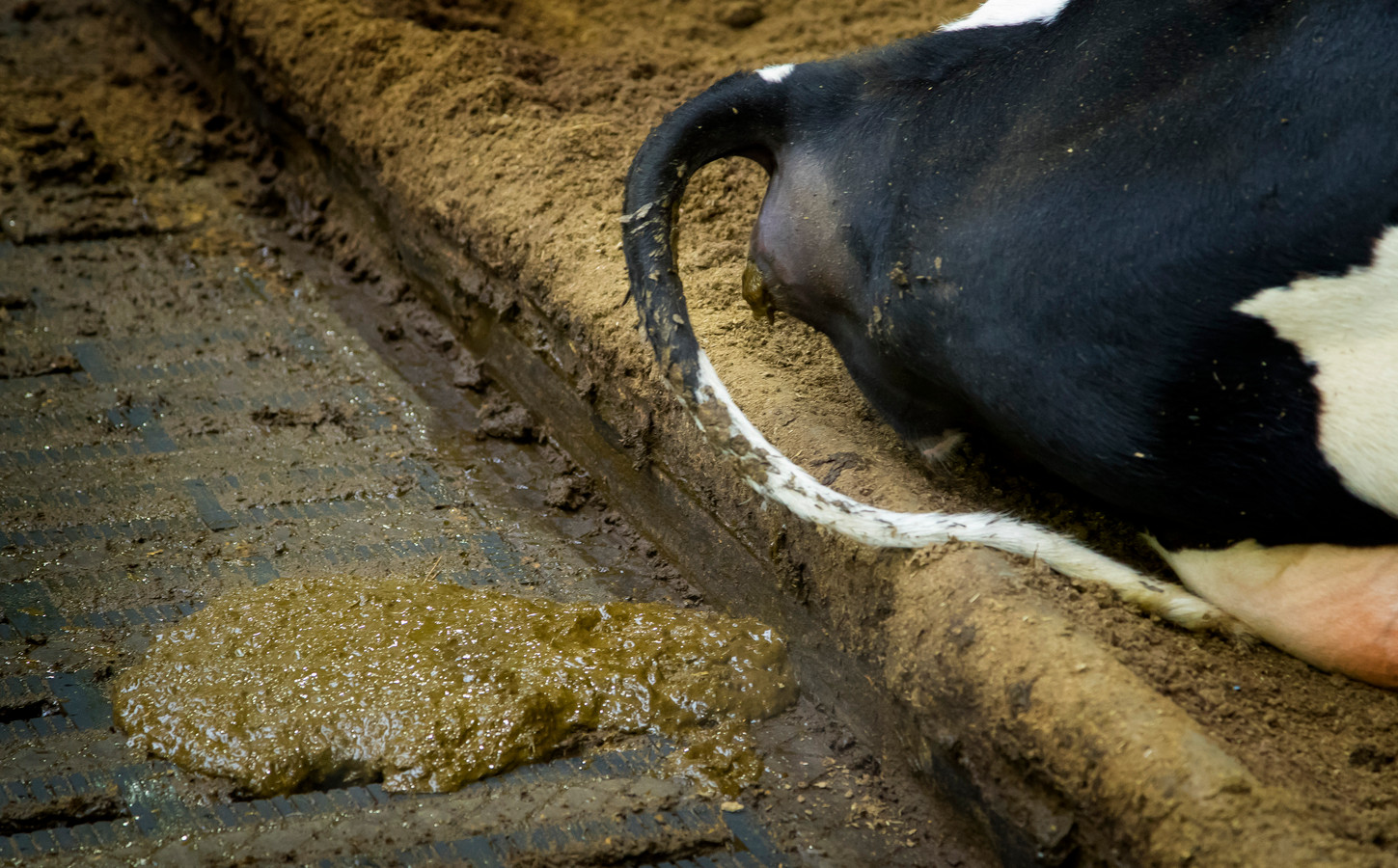 Mest van een koe in de stal van een melkveehouderij.