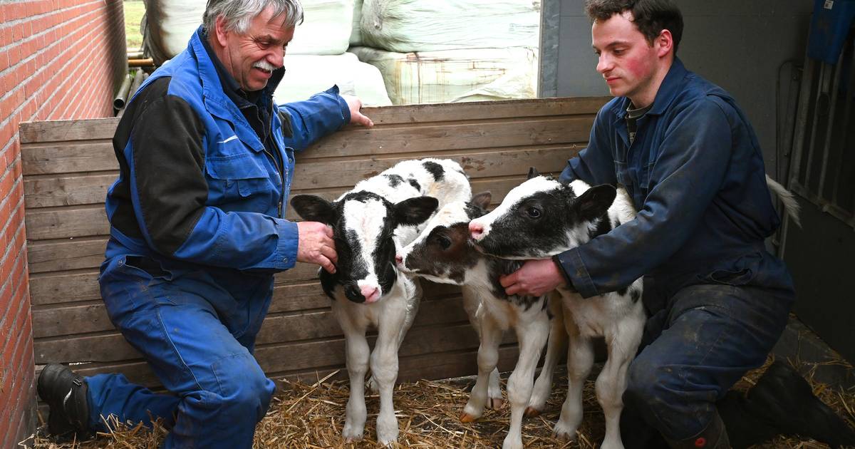Drieling op de boerderij van Sjaak: ‘Kans van 1 op 8 miljoen’