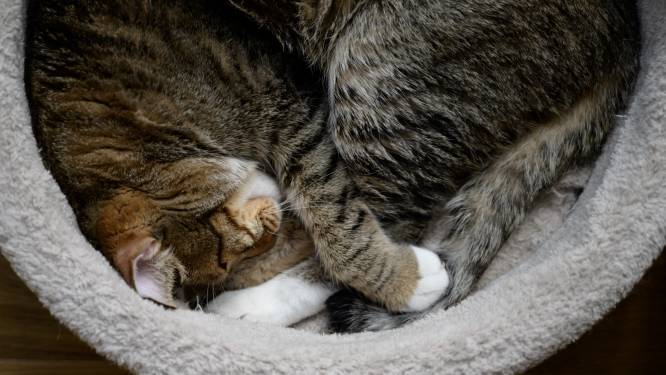 Kinderen stelen kat in Voorburg, beestje al vier dagen vermist