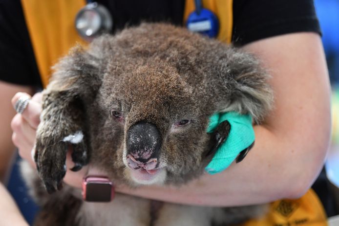 Australiërs massaal op de voor vuurzee: Nederland geeft vooral om koala's | | AD.nl