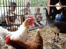 Vogelgriep bij hobbyboeren in Vriezenveen en Daarle, 550 siervogels en kippen geruimd