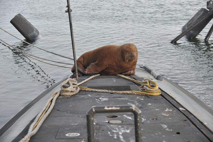 De onderzeeboten van de marine behoren tot de Walrusklasse. Blijkbaar lijken ze meer op deze robbensoort dan wij dachten. Walrus Freya heeft de Zr.Ms. Dolfijn uitgezocht voor een knuffel.