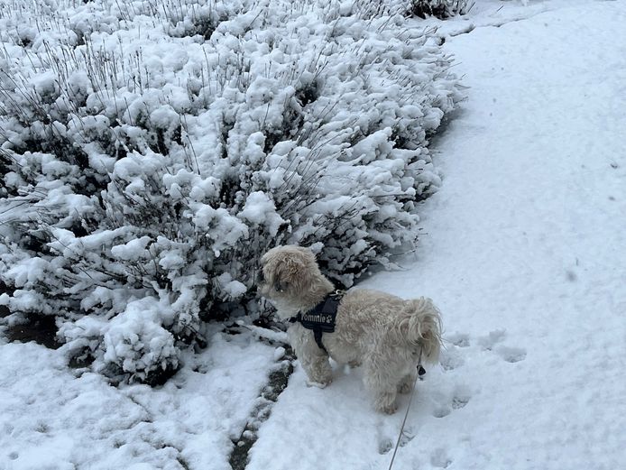 Witte sneeuw, bijna witte hond
