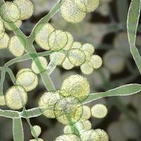 Een op de drie schimmels is met uitsterven bedreigd. En dat is heel slecht nieuws