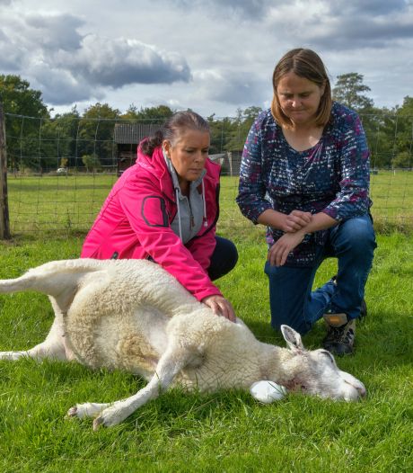 Gerrie verliest zeventien schapen na brute aanval: ‘Ik ben verdrietig, maar ook boos’