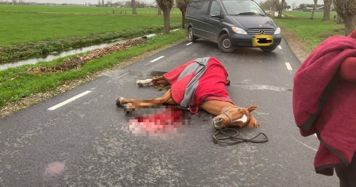 Merrie Kiki sterft op het asfalt, snelheidsduivel rijdt door: 'Zich melden is het minste dat hij kan