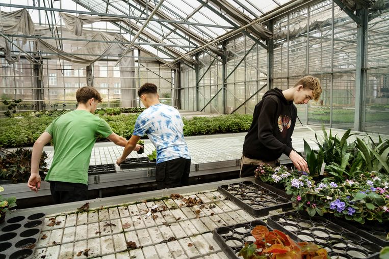 In de tuinbouwschool Horteco Vilvoorde moeten de serres verwarmd worden. Tomaten worden door het energieverbruik al niet meer geteeld. Beeld © Eric de Mildt